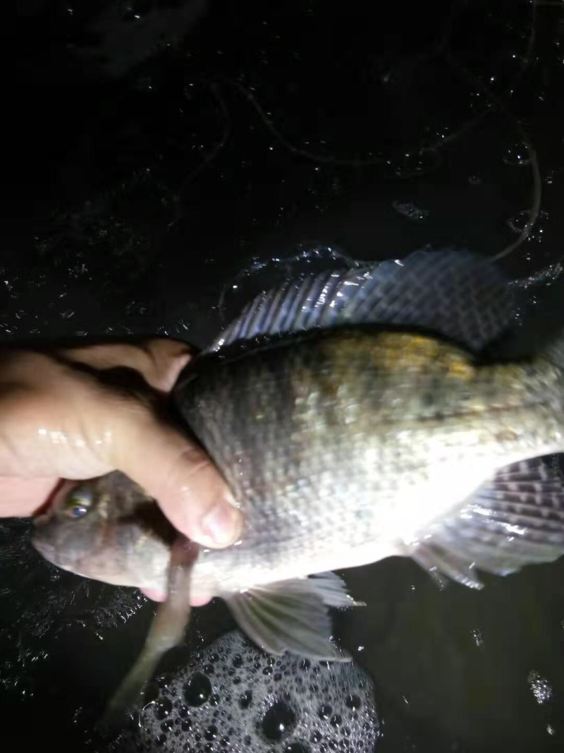 罗飞鱼。非洲鲫鱼。