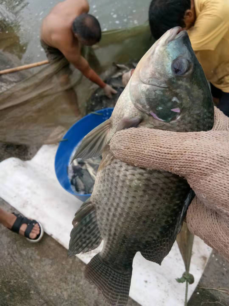 罗飞鱼。非洲鲫鱼。
