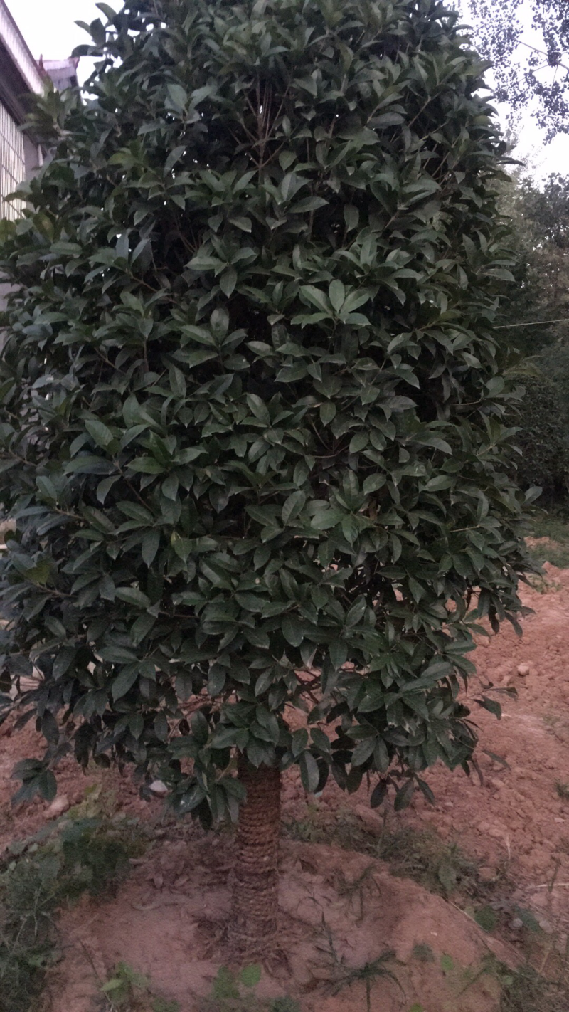 桂花树桂花丹桂金桂品种全规格齐全