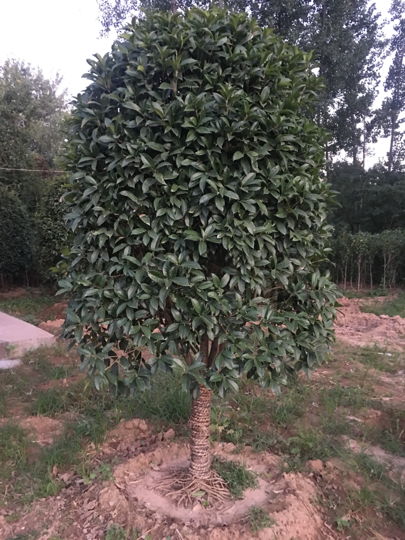 桂花树桂花丹桂金桂品种全规格齐全