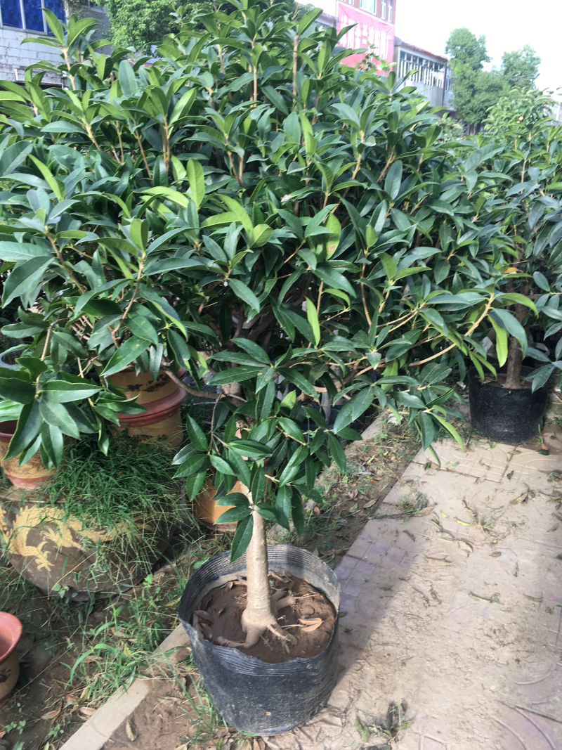 桂花树桂花丹桂金桂品种全规格齐全