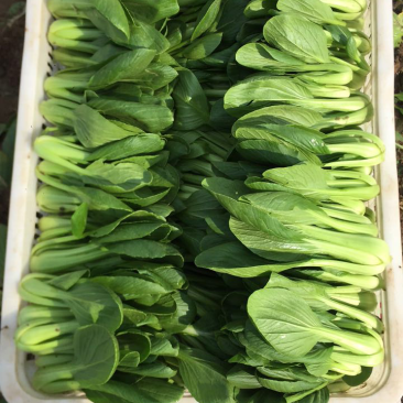 油菜