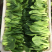 油菜