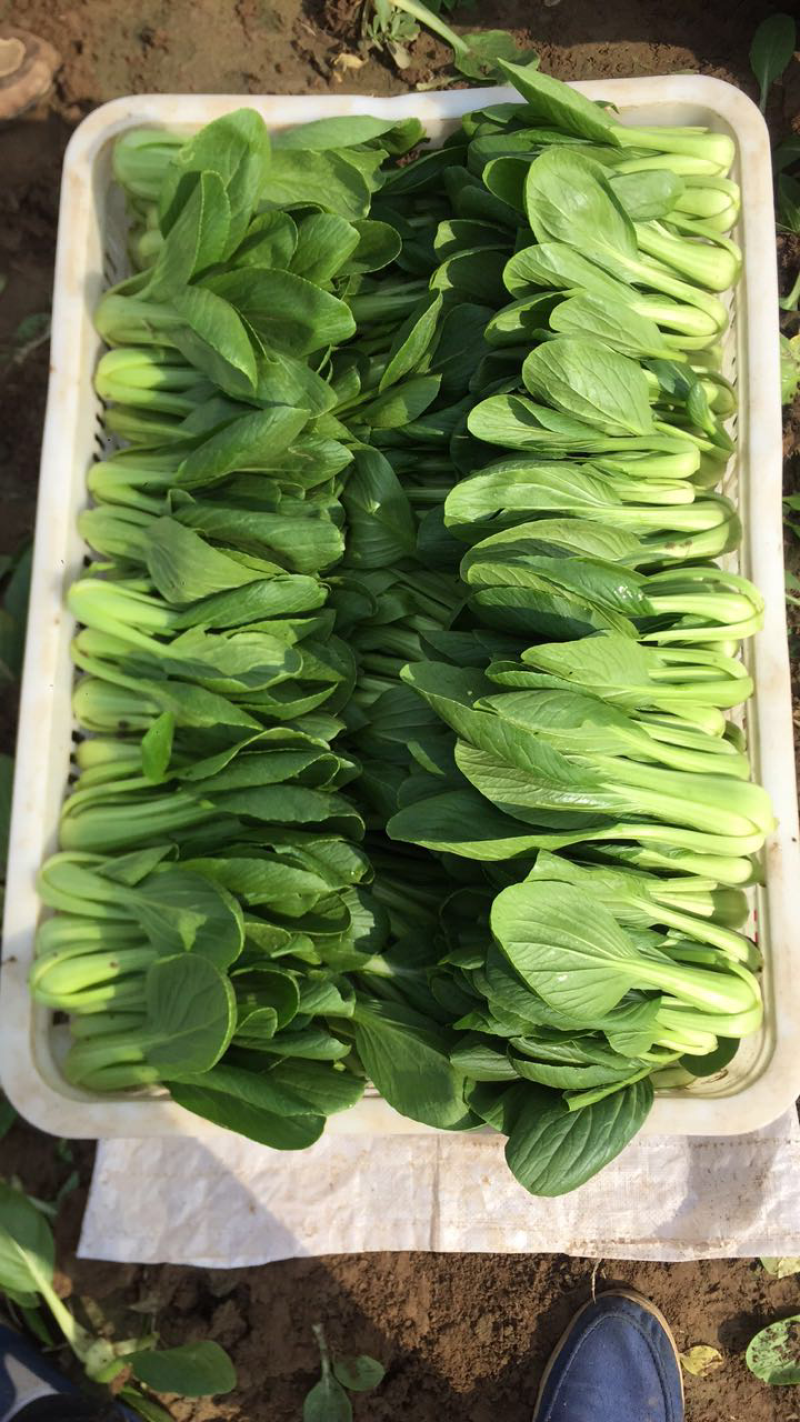 油菜