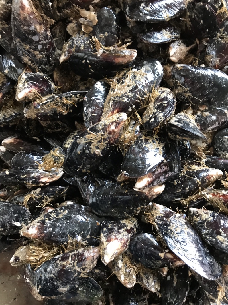 青口贝青口贝鲜活新鲜海虹贻贝海鲜水产贝类淡菜烧