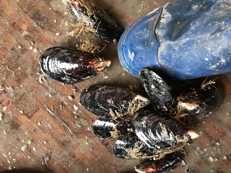 青口贝青口贝鲜活新鲜海虹贻贝海鲜水产贝类淡菜烧