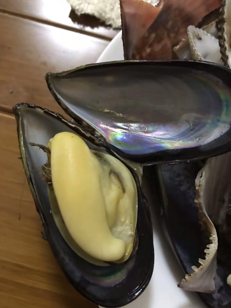 青口贝青口贝鲜活新鲜海虹贻贝海鲜水产贝类淡菜烧
