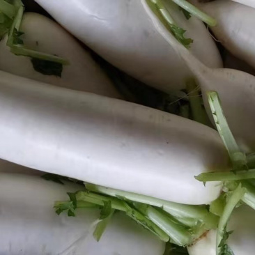 极品白萝卜，价低！