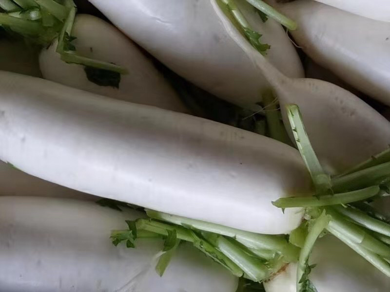 极品白萝卜，价低！
