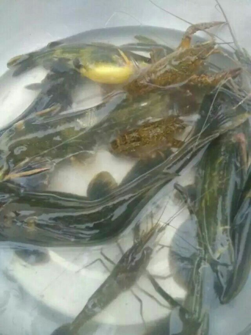 土鲶鱼食用