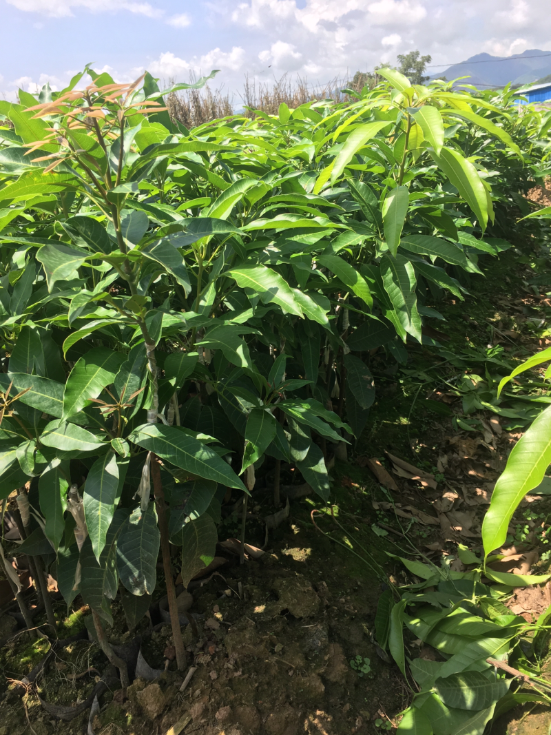 景东晚熟芒果苗