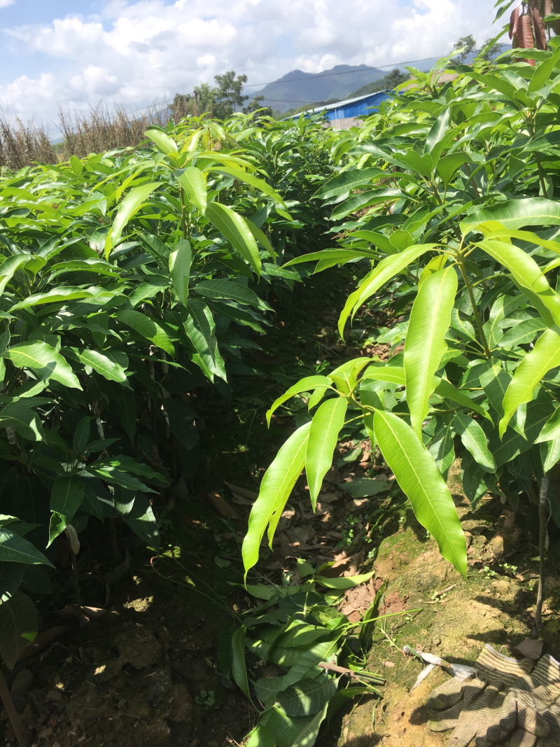 景东晚熟芒果苗