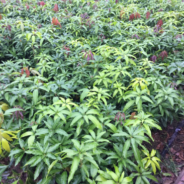 景东晚熟芒果苗