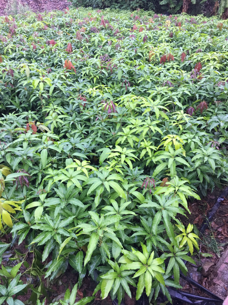 景东晚熟芒果苗