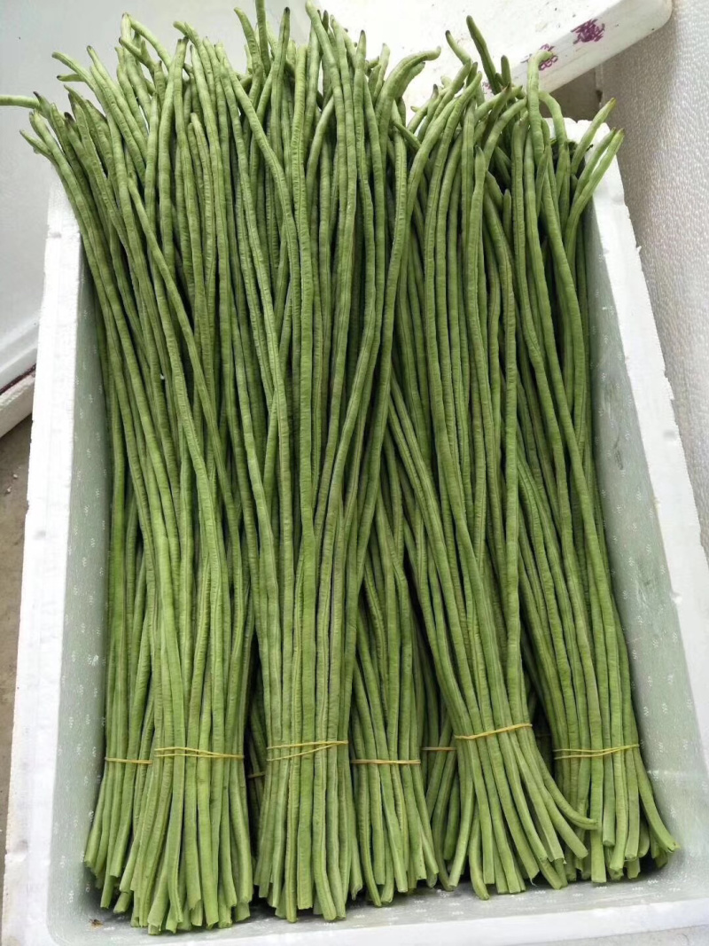 长豆角50厘米以上