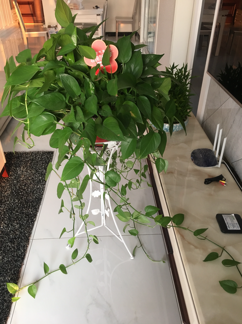 绿萝净化空气原盆发货不包含花架