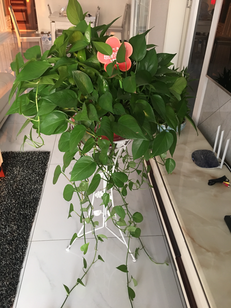 绿萝净化空气原盆发货不包含花架