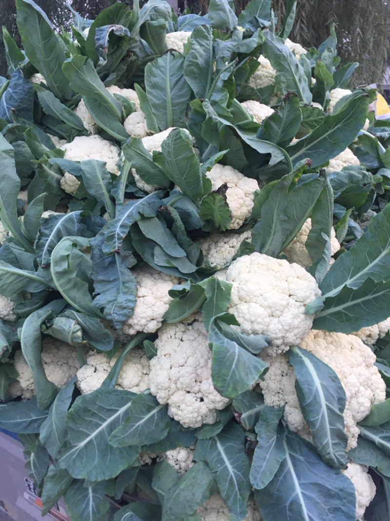 河南新鲜开封周口有机花菜实花大量上市求合作