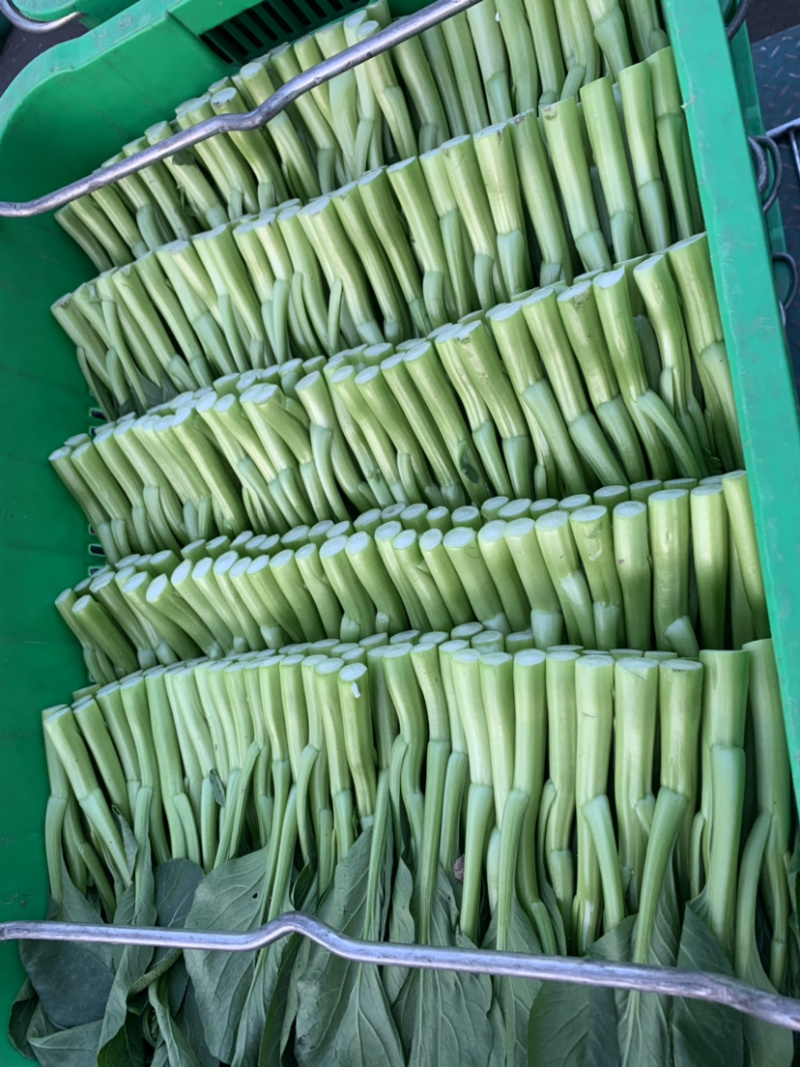 菜心
