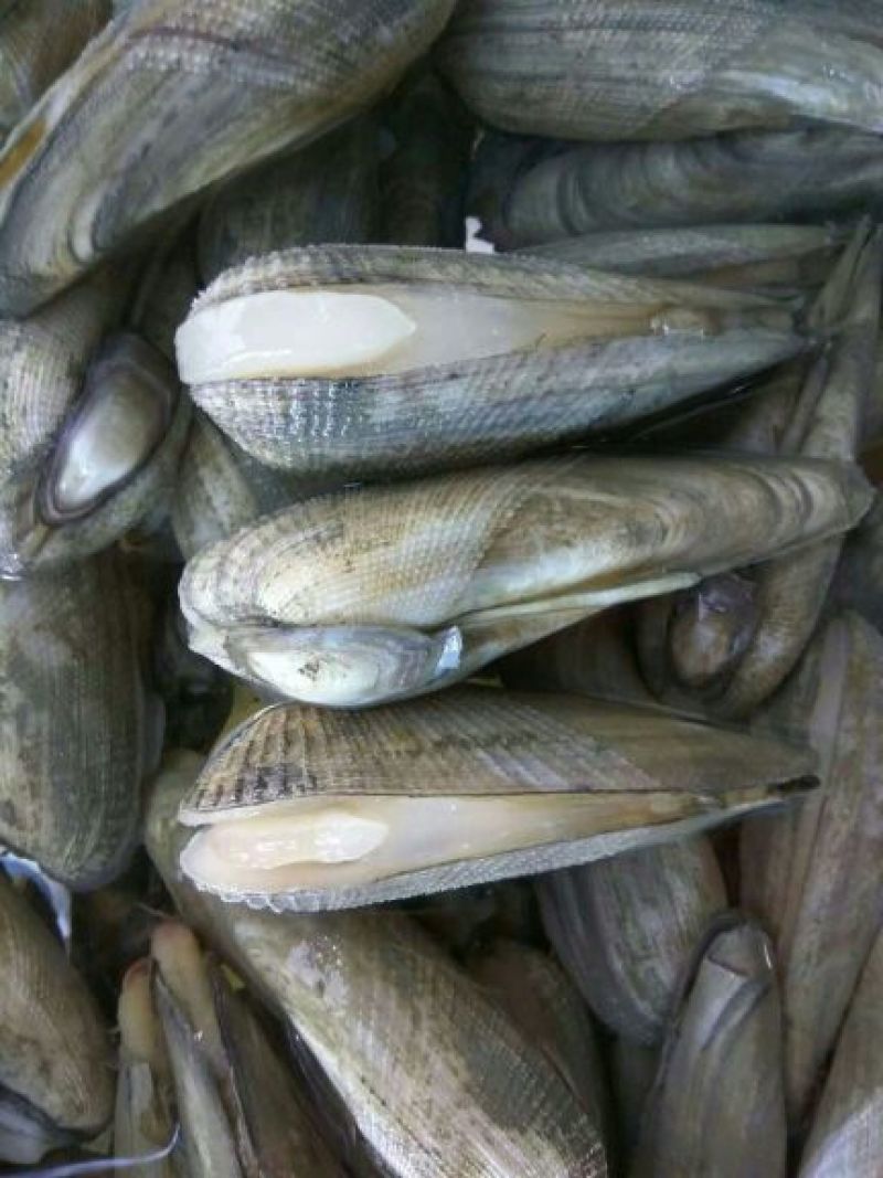 海螺食用鲜活5~10只/kg