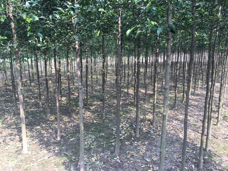 香橼苗，香园树2-15公分供应，香橼树