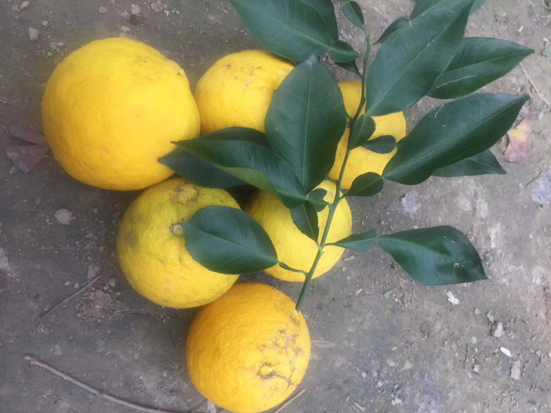 香橼果，药材，化妆品材