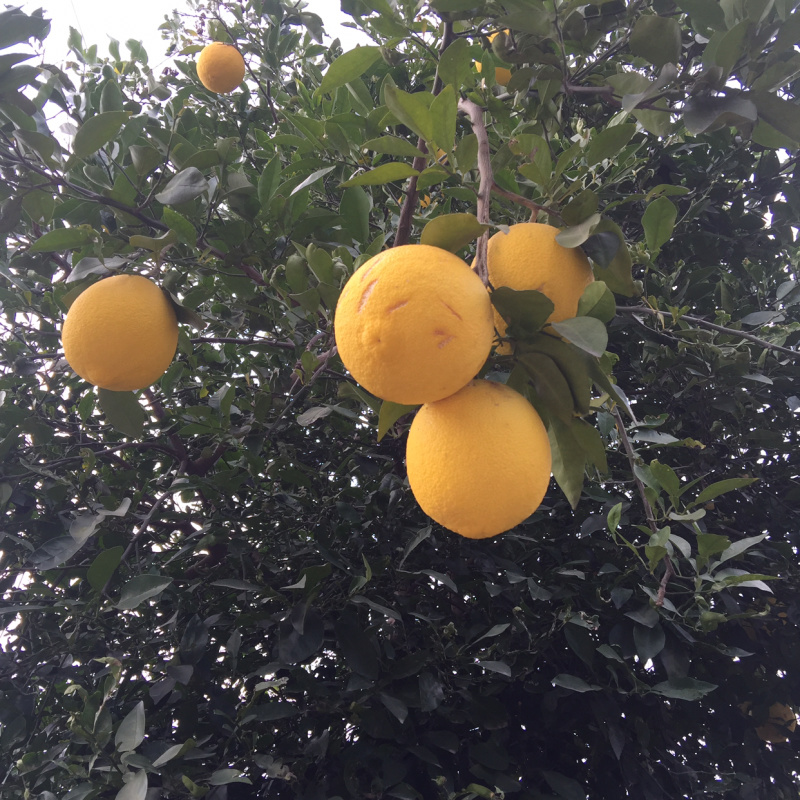香橼果，药材，化妆品材