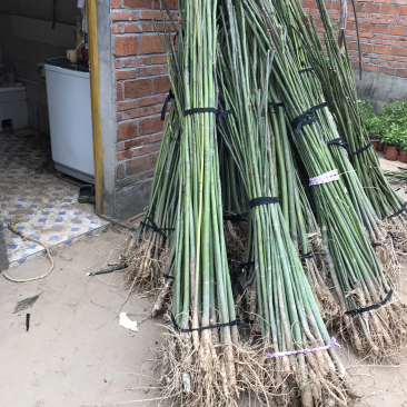 青桐小苗，中国梧桐小苗。