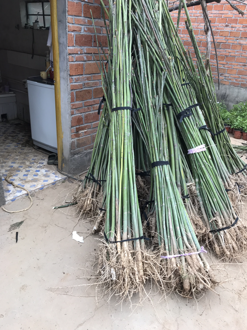 青桐小苗，中国梧桐小苗。