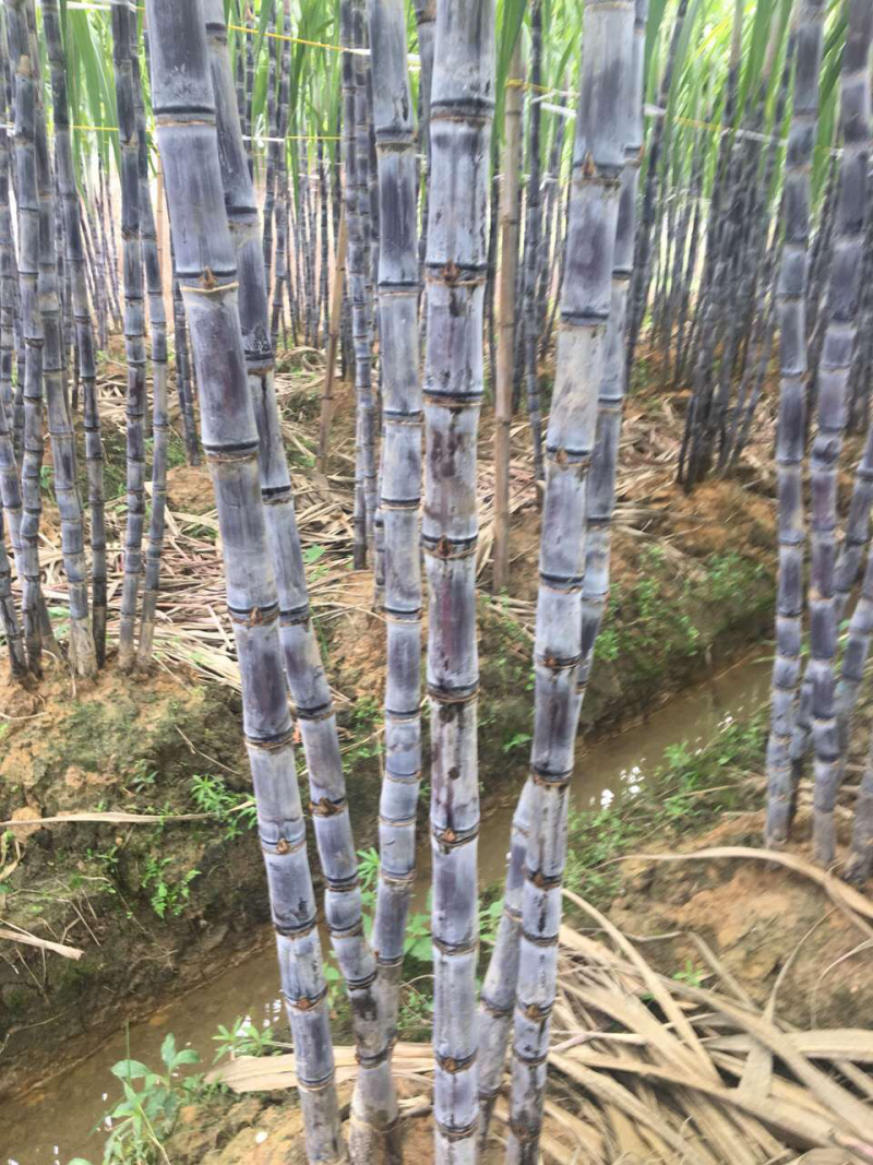 广西黑皮甘蔗甜脆多汁