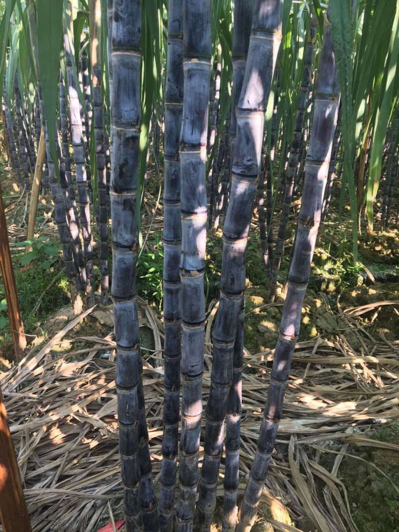 广西黑皮甘蔗甜脆多汁