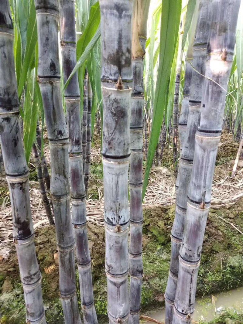 广西黑皮甘蔗甜脆多汁