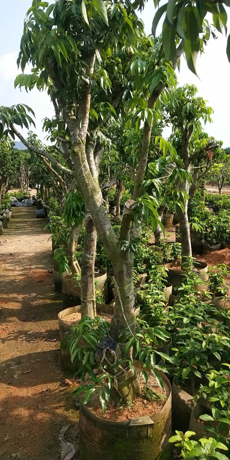 荔枝苗