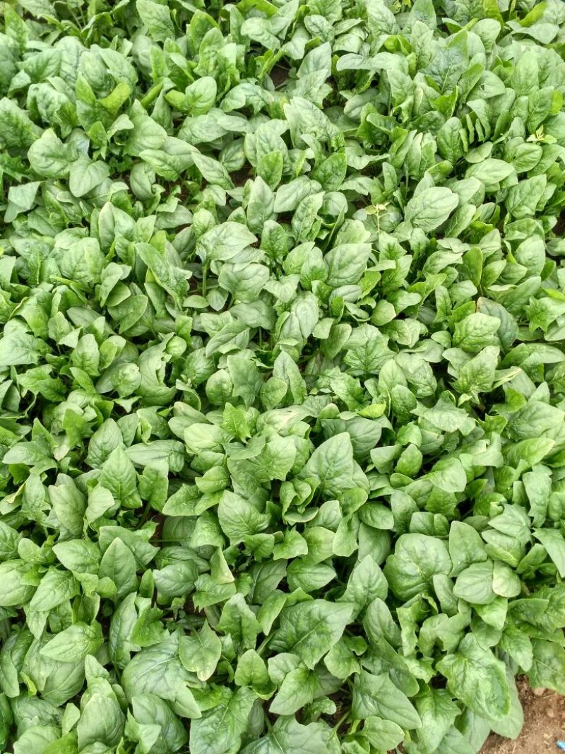 大叶菠菜20~25厘米