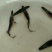 鸭嘴鱼苗规格齐全及各种鱼苗，包成活，长势快