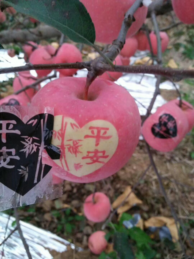 散装带字苹果富士苹果字帖苹果每卷一千贴水晶富士