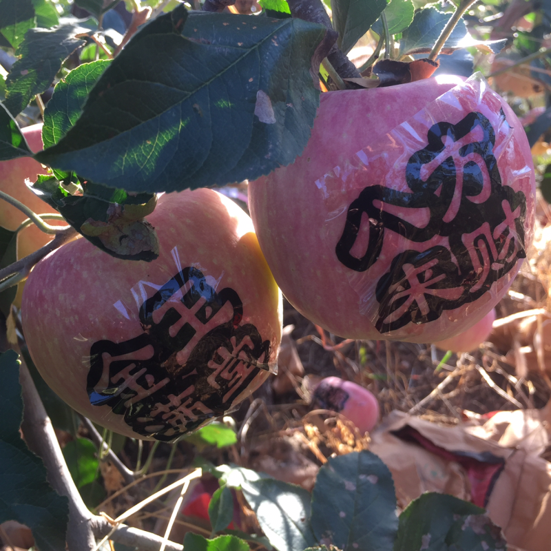 散装带字苹果富士苹果字帖苹果每卷一千贴水晶富士