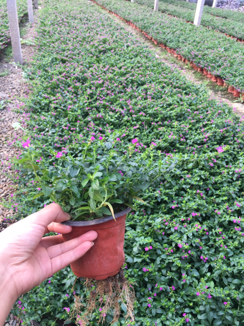 鲜花满天星室内观赏室外绿化皆可