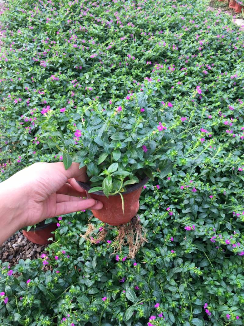 鲜花满天星室内观赏室外绿化皆可