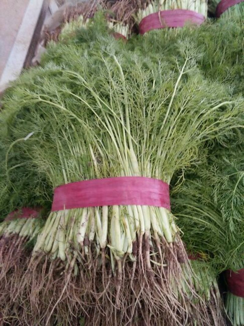 茴香苗