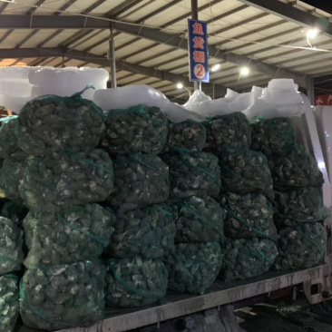 新鲜生蚝鲜活新鲜牡蛎即食海蛎子海鲜水产鲜活打包发货