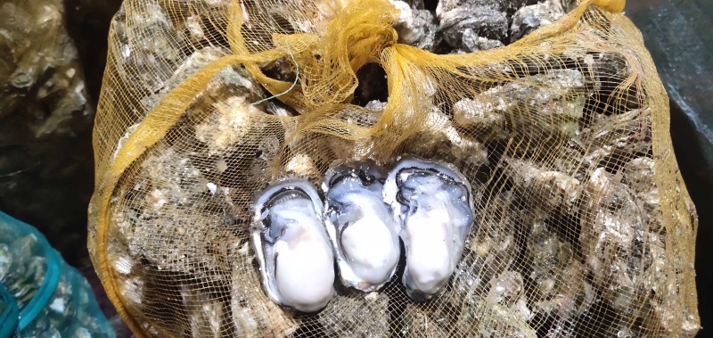 新鲜生蚝鲜活新鲜牡蛎即食海蛎子海鲜水产鲜活打包发货