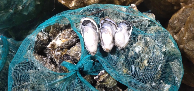 新鲜生蚝鲜活新鲜牡蛎即食海蛎子海鲜水产鲜活打包发货