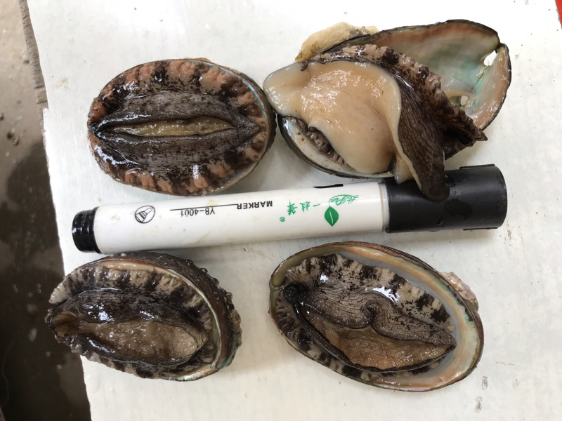 新鲜鲍鱼海鲜水产鲜活鲍鱼大个头生鲜海产品烧烤