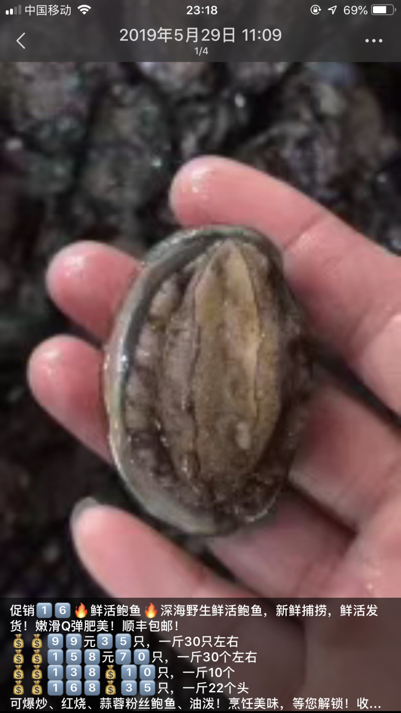 新鲜鲍鱼海鲜水产鲜活鲍鱼大个头生鲜海产品烧烤