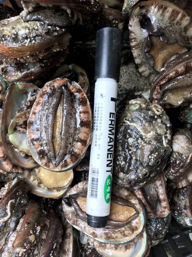 新鲜鲍鱼海鲜水产鲜活鲍鱼大个头生鲜海产品烧烤