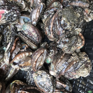 新鲜鲍鱼海鲜水产鲜活鲍鱼大个头生鲜海产品烧烤