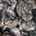 新鲜鲍鱼海鲜水产鲜活鲍鱼大个头生鲜海产品烧烤