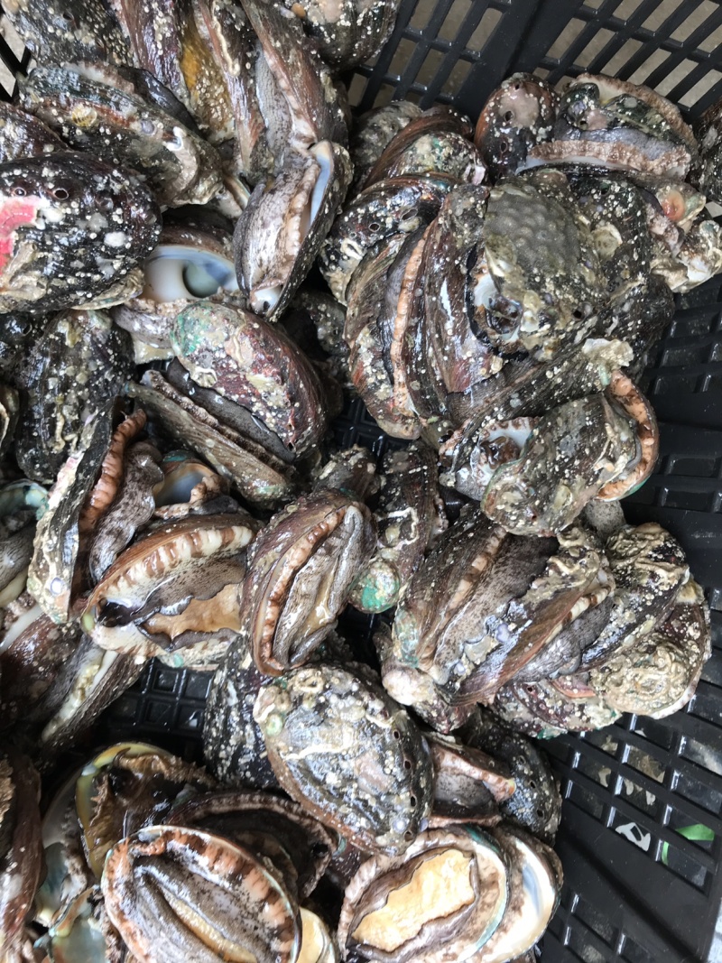 新鲜鲍鱼海鲜水产鲜活鲍鱼大个头生鲜海产品烧烤