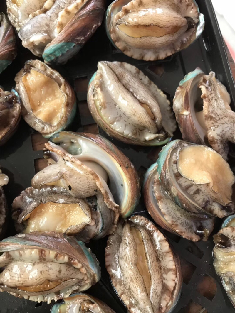 新鲜鲍鱼海鲜水产鲜活鲍鱼大个头生鲜海产品烧烤